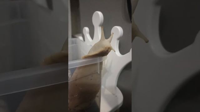 Побег Улитки смотреть онлайн