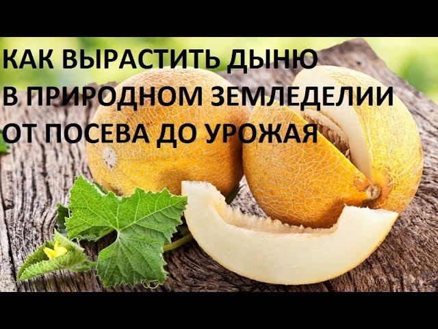 Дыня от А до Я в природном земледели смотреть онлайн