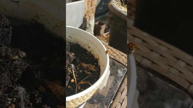 lady bug dropped in to say hello and quickly took off 😋🙃 смотреть онлайн