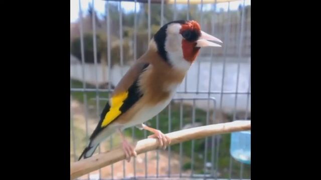 طائر الحسون يغني - أفضل طائر يمكنك رؤيته في حياتك смотреть онлайн