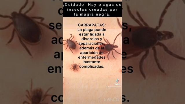 Cuidado! Con la plaga de Garrapatas . @abymendozasana смотреть онлайн