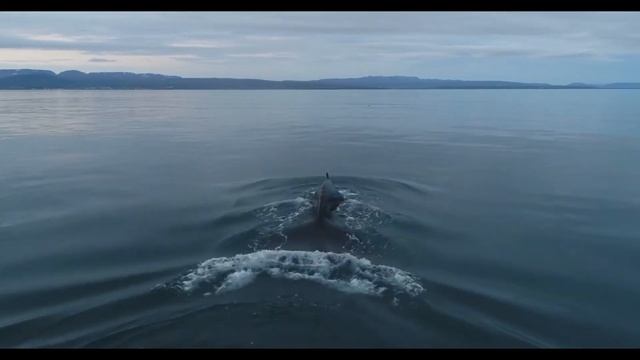 Whale鲸鱼||Sea海||Music音乐||Sleep睡眠||Relax放松||Healing疗愈 смотреть онлайн