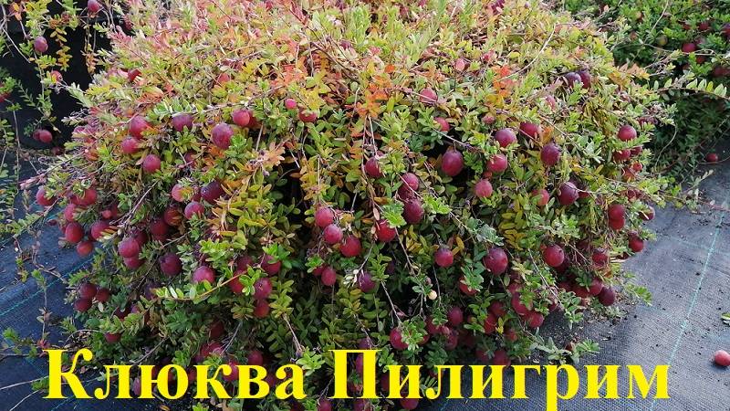 Клюква в 20л контейнере,"СУМАСШЕДШИЙ "урожай!!! смотреть онлайн