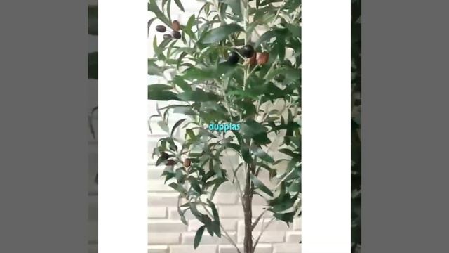 Pohon Daun Zaitun Olive Tree T150 Artificial Cover Pot Eceng Gondok Handle Tanaman Hias Bunga смотреть онлайн