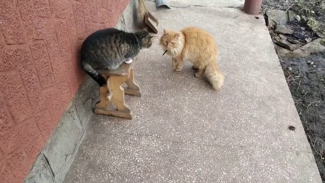 Неприступная кошка. Кот и кошка. Кот заигрывает с кошкой. смотреть онлайн