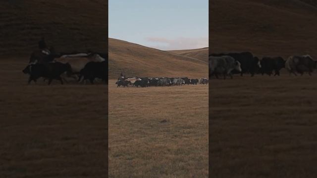 Гоним стадо яков по по Тянь-Шаньскому высокогорью A herd of yaks in the Tien Shan highlands #shorts смотреть онлайн