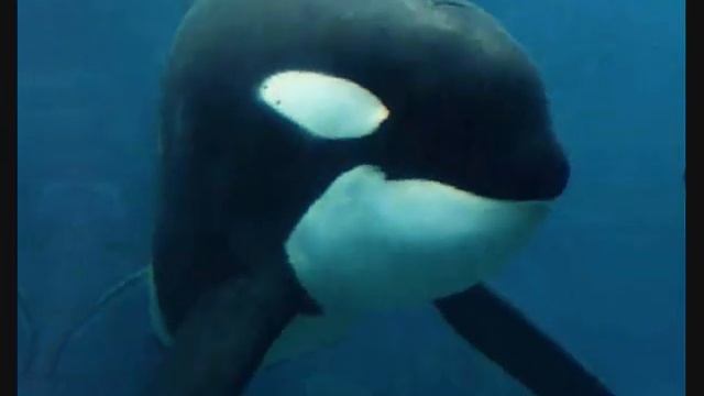 Keiko a wounderful whale..x смотреть онлайн