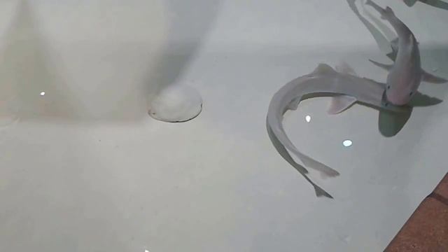 😲 Dogsharks Begin To Do An Unusual Dance 🙄 смотреть онлайн