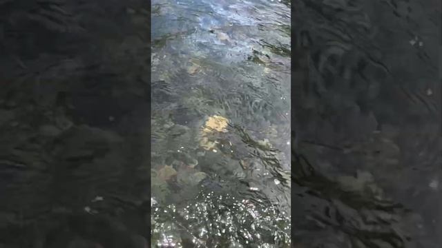 Salmon wraps me up and breaks kid’s fishing pole🤯🤯🤯 смотреть онлайн