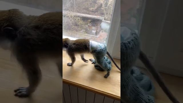 Рики🐒Обезьяна научилась снимать одежду🙀 смотреть онлайн