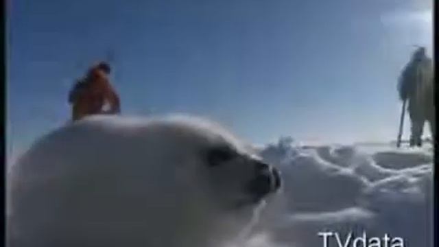 NERPA SEAL, Sea Lions, Fur Seals, Russian Wildlife, Travel To Russia, TVDATA Russian Media