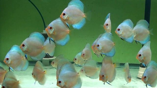 Blue Diamond Discus Fish - Gwynnbrook Farm смотреть онлайн