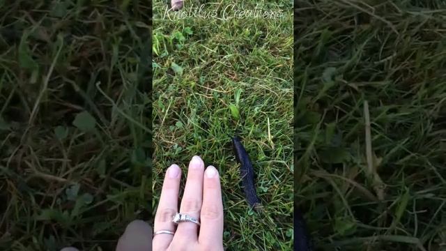Slugs! смотреть онлайн