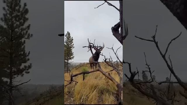 Рёв изюбря в близи смотреть онлайн