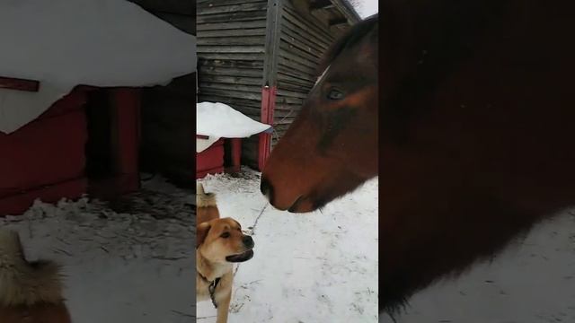 Пожалел конь пёселя на цепи!🤔🐴🐶 смотреть онлайн
