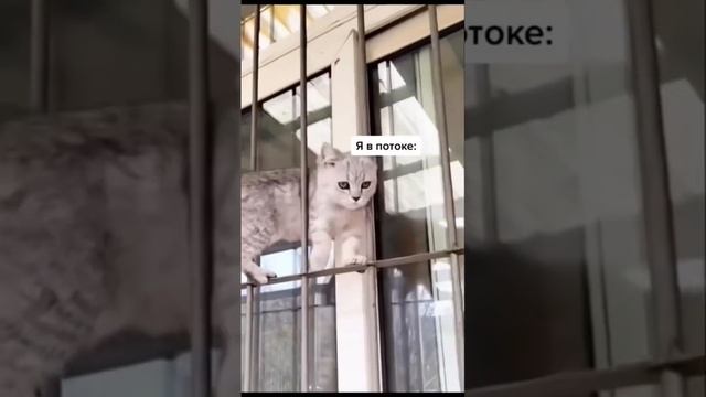 Маршрутчики поймут 😂😂😂 #маршрутка смотреть онлайн