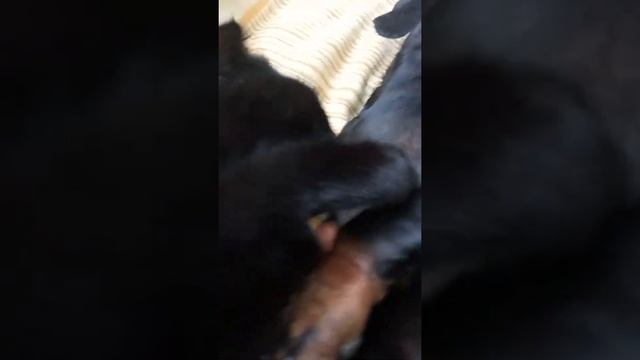 такса и кошка смотреть онлайн