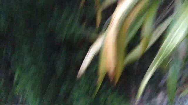 МЫ НАШЛИ КАБАНА!!!!!😱😱😱😱 смотреть онлайн