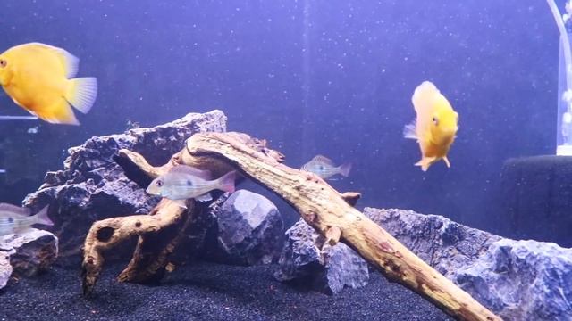Setting Up a 125 Gallon Aquarium for Geophagus winemilleri and Severums смотреть онлайн