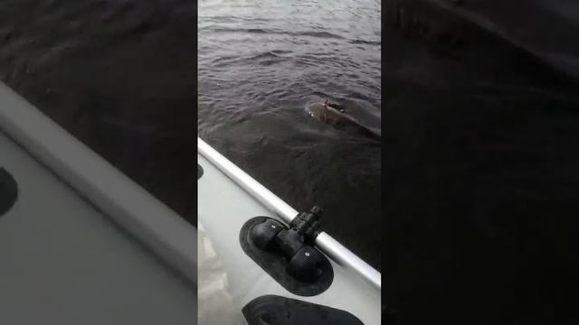 рыбалка на реке. смотреть онлайн