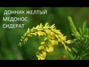 Донник от посева до цветения.