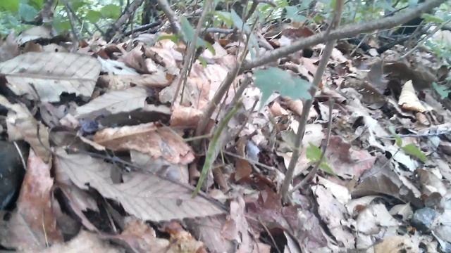 Spider attacking stick insect смотреть онлайн