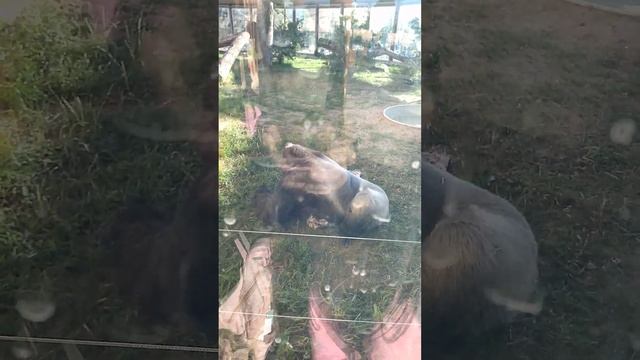 МОЩНЫЙ ПРИМАТ. смотреть онлайн
