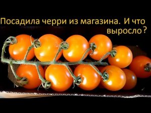 А что вырастет, если черри из магазина посадить? Смотрите)