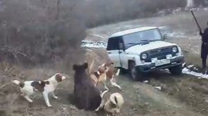 охота на кабана в дагестане!!!!!!!!!! с канциль!!!!!!!