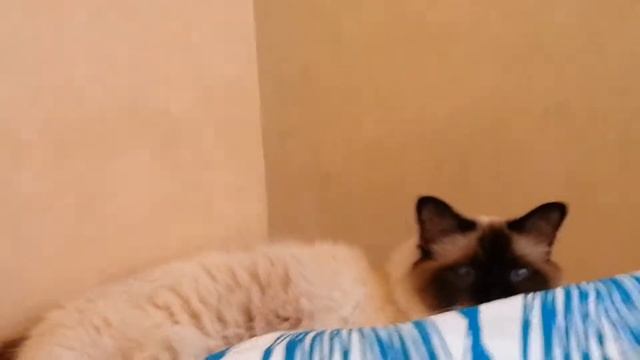 Утро Лакки смотреть онлайн