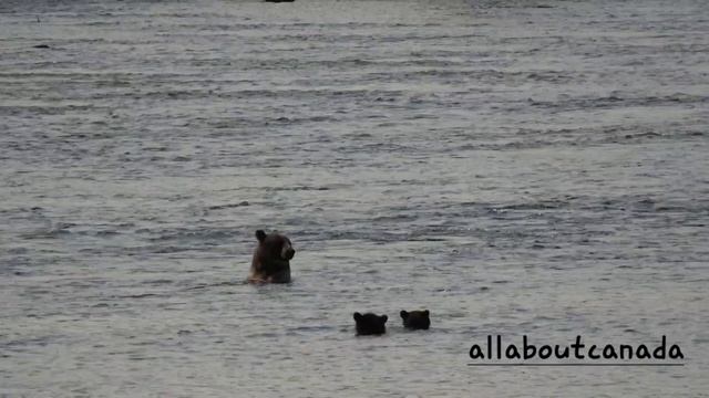 Grizzly Bear Sow with Two Cubs Catching Salmon | Canada's Nature | Wildlife | B.C. Canada смотреть онлайн