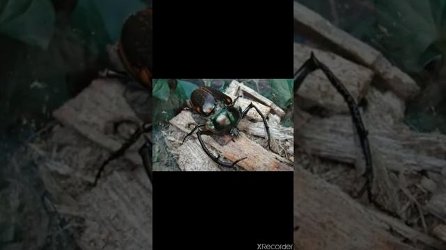 Bọ cánh cứng смотреть онлайн