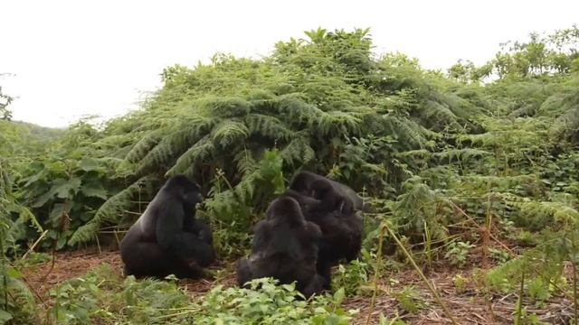 Gorilla vs. Orangutan: Who Would Win in an Epic Primate Battle? смотреть онлайн