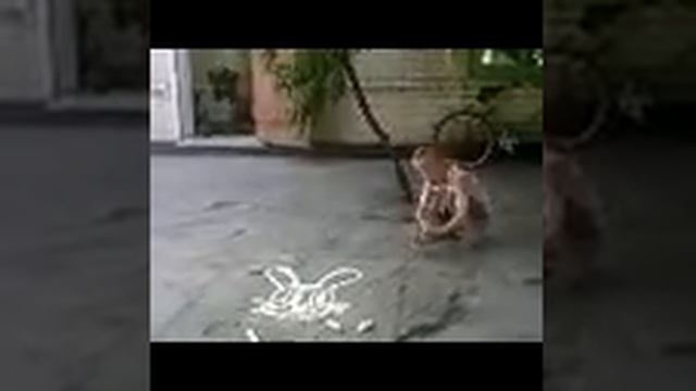 Верный гусёнок. смотреть онлайн