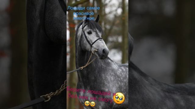Лошади моё любимое животное смотреть онлайн