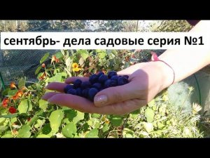 Сентябрь - дела садовые серия № 1