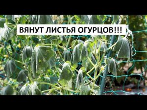 Вянут листья огурцов!!!
