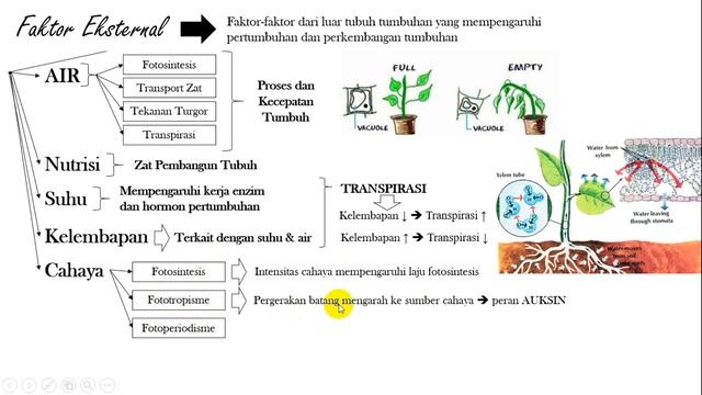 Biologi XII Pertumbuhan & Perkembangan Bagian 4 (Faktor Eksternal Pertumbuhan Perkembangan Tumbuhan смотреть онлайн
