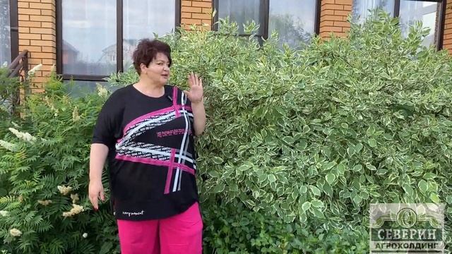 Дерен - отличный вариант для сада минимального ухода! смотреть онлайн