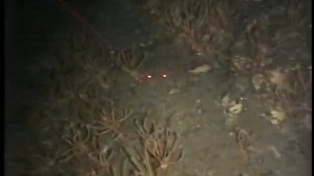 Crinoids смотреть онлайн