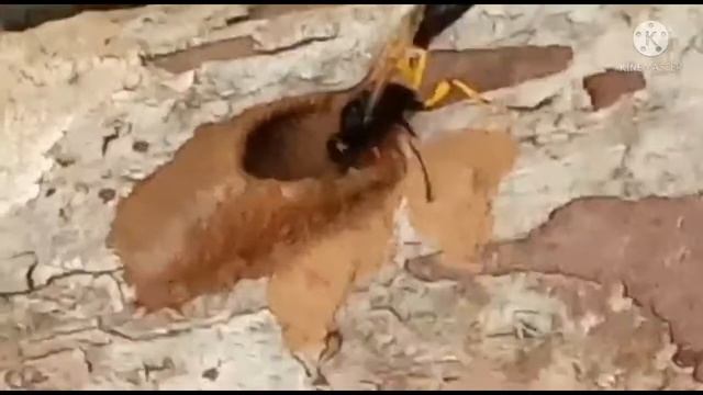 mud dauber builds a nest смотреть онлайн