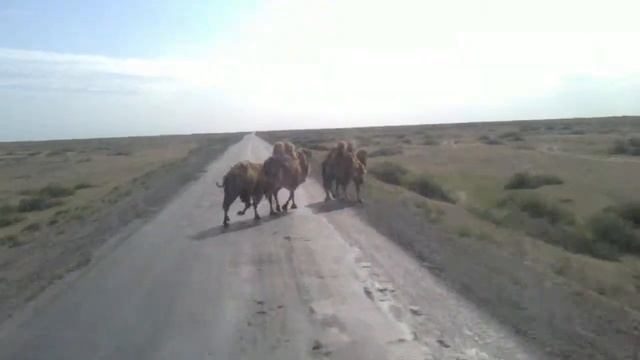 Верблюды смотреть онлайн