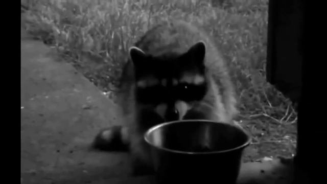 ОЧЕНЬ СМЕШНОЕ ВИДЕО С ЕНОТАМИ ВОРИШКАМИ 2019@ смотреть онлайн
