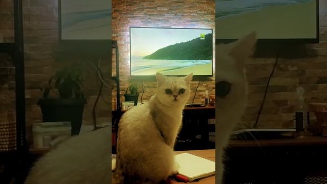 Lulu - Scottish Silver Ns11 Cat смотреть онлайн