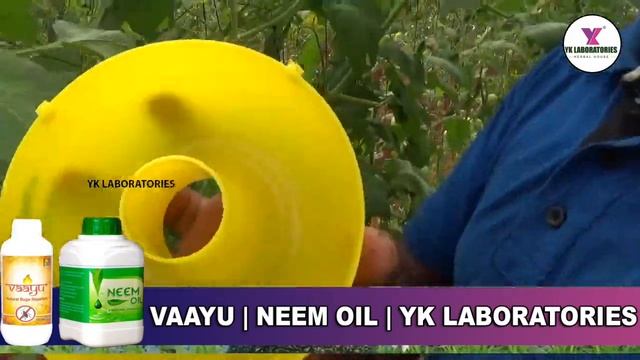 #Tomato# How to control Tomato Tuta Absoluta (Leaf Minor) || YK Laboratories Tomator смотреть онлайн