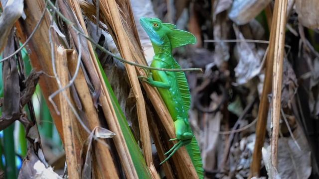Basiliscus plumifrons смотреть онлайн