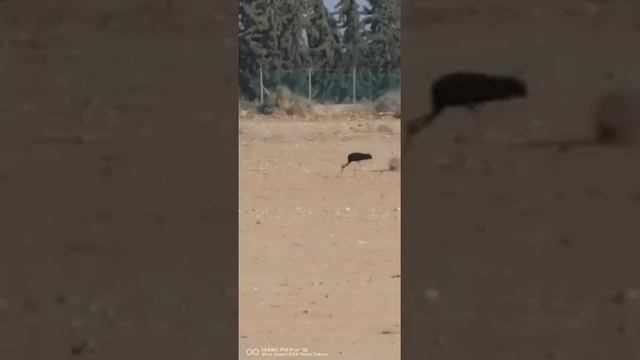Black Stork اللقلاق الأسود #shorts смотреть онлайн