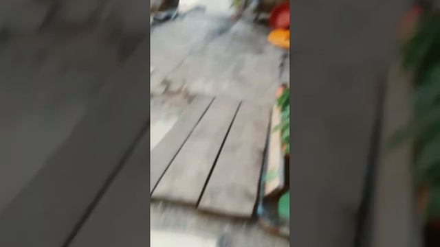 когда я хочу показать семью своих кошек под музыку смотреть онлайн