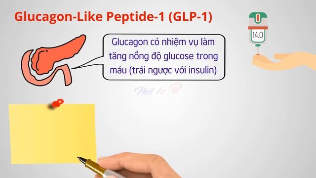 Những loại Hormones chính ảnh hưởng tới Cân Nặng 👍👍👍 | Phần 2 смотреть онлайн