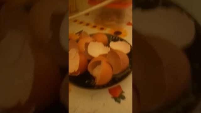 НУ ВСЁ !!! СЪЕЛ ПТЕНЦОВ ЕМАЁ !!! смотреть онлайн